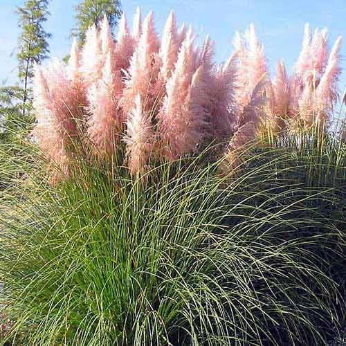 Pampų žolė Cortaderia Rosea, P9 interface.art nuotrauka 1 Pampų žolė Cortaderia Rosea, P9 interface.image 1 interface.art 5446