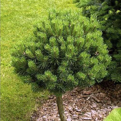 Paprastoji pušis Treasure, C5 interface.image 1 interface.art 8260