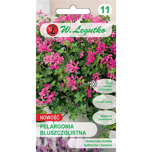 Pelargonija su gebenės lapais Fuksija F1 interface.art nuotrauka 1 Pelargonija su gebenės lapais Fuksija F1 interface.image 1 interface.art 78631