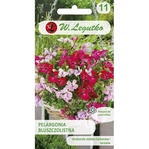 Pelargonija su gebenės lapais Speedy F2, mišinys interface.art nuotrauka 1 Pelargonija su gebenės lapais Speedy F2, mišinys interface.image 1 interface.art 69617
