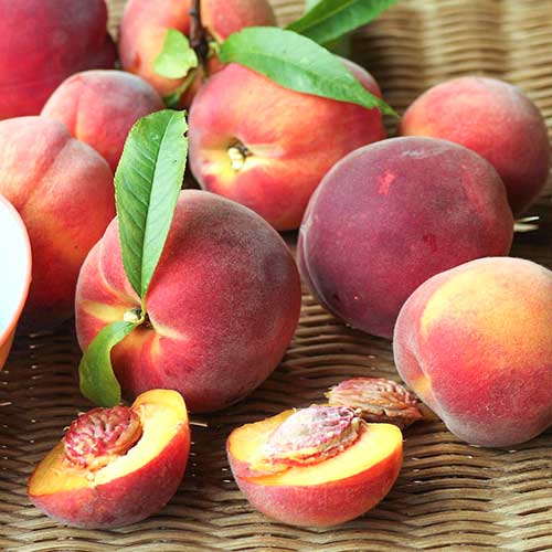 Persikas Carlo interface.image 1 interface.art 4290