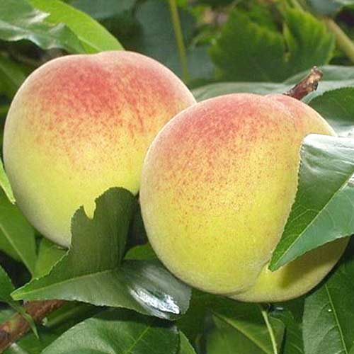 Persikas Green Khaterina interface.image 1 interface.art 4294