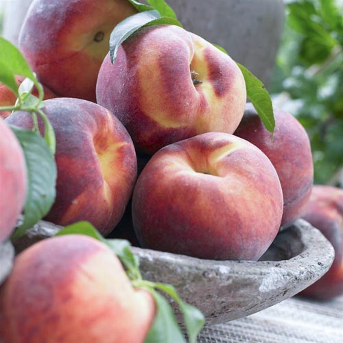 Persikas Haly Gali, С2 interface.image 1 interface.art 7992