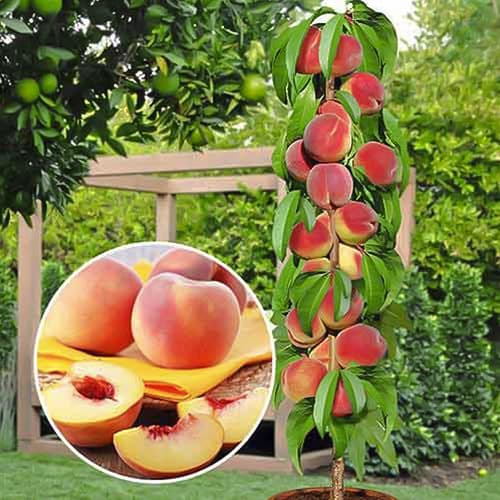 Persikas koloniniai Honey, С2 interface.image 1 interface.art 1913