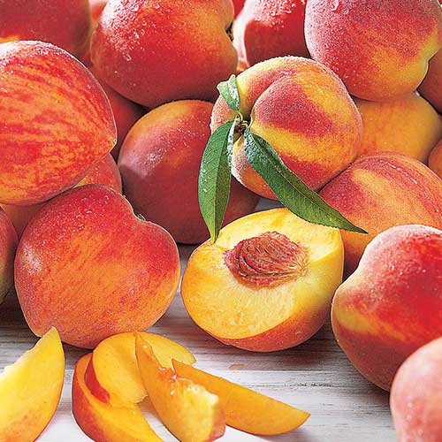 Persikas Maria Bianca interface.art nuotrauka 1 Persikas Maria Bianca interface.image 1 interface.art 4297