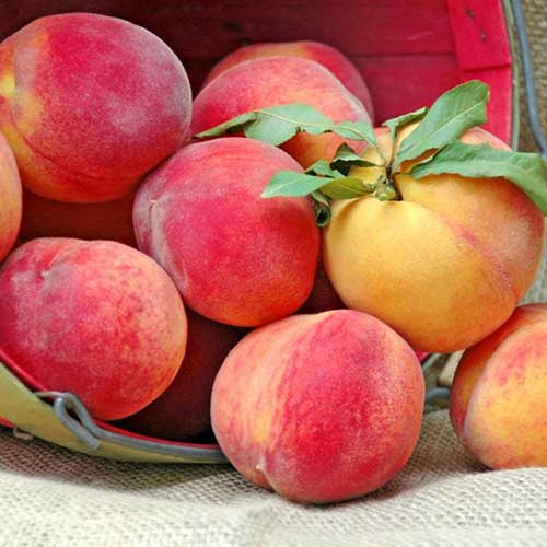 Persikas New Sun interface.image 1 interface.art 4298