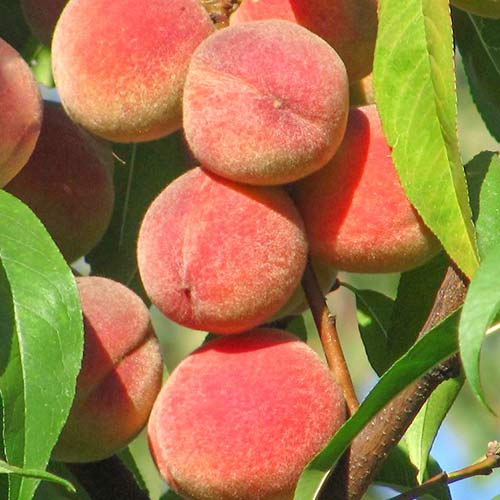 Persikas Peace interface.art nuotrauka 1 Persikas Peace interface.image 1 interface.art 6941