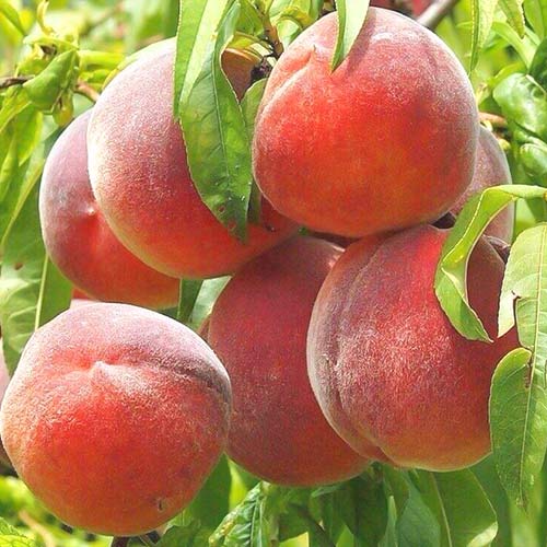 Persikas Royal Summer, С2 interface.image 1 interface.art 6940