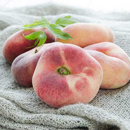 Persikas Saturn interface.image 1 interface.art 5672