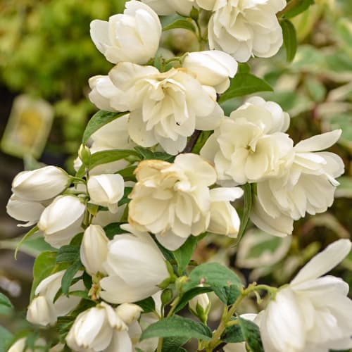 Philadelphus Snowbelle, С2 interface.art nuotrauka 1 Philadelphus Snowbelle, С2 interface.image 1 interface.art 7795