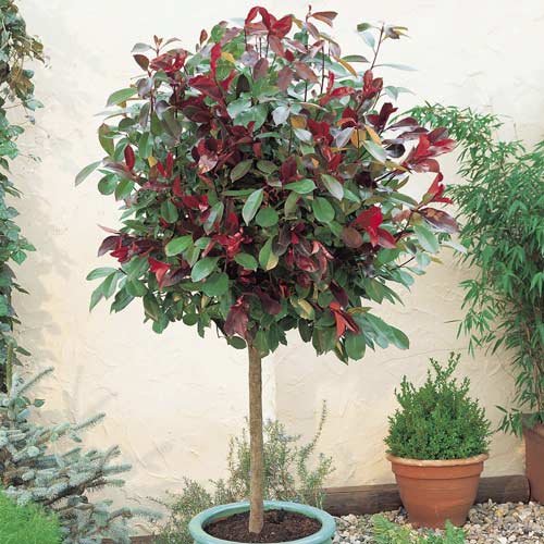 Photinia Little Red Robin, C3 interface.image 1 interface.art 7725