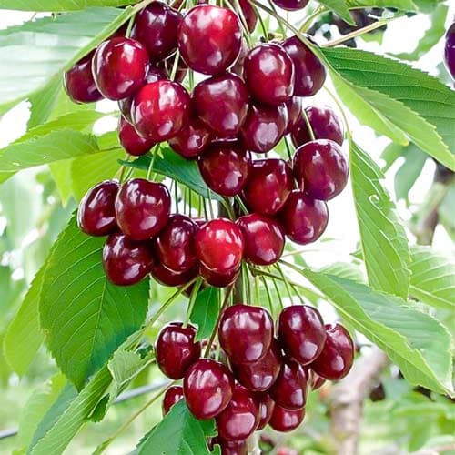 Pilvaplėvė koloniniai Caroline, С2 interface.image 1 interface.art 1971