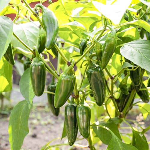 Pipirai aštrieji Cancan Kiepenkerl interface.image 1 interface.art 50068