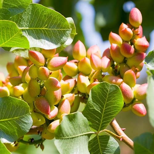 Pistacija Pontekes, С2 interface.image 1 interface.art 6942