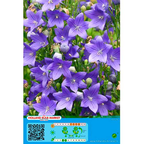 Plačvarpis (Platycodon) Blue interface.image 1 interface.art 76497