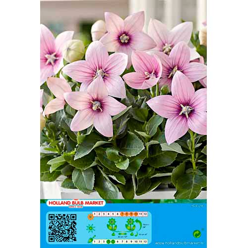 Plačvarpis (Platycodon) Pink interface.art nuotrauka 1 Plačvarpis (Platycodon) Pink interface.image 1 interface.art 76498