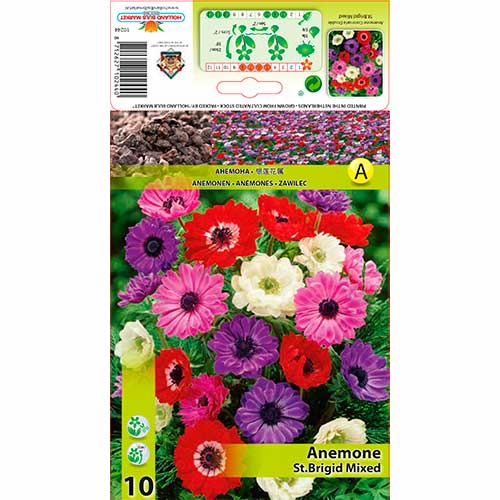 Plukė (Anemone) St. Brigid Mixed interface.image 1 interface.art 70341