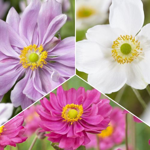 Plukių rinkinys, 3 rūšys interface.image 1 interface.art 70489