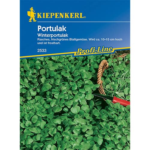 Portulakos žieminės interface.art nuotrauka 1 Portulakos žieminės interface.image 1 interface.art 96565