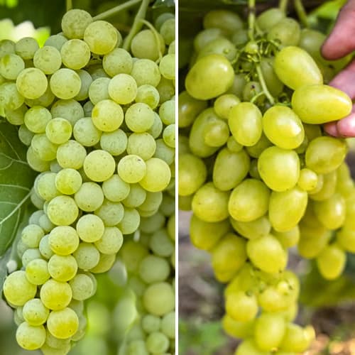 Promo Set! Vynuogės Itin ankstyvos, 2 sodinukų rinkinys interface.art nuotrauka 1 Promo Set! Vynuogės Itin ankstyvos, 2 sodinukų rinkinys interface.image 1 interface.art 6168