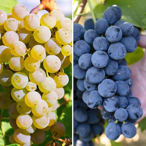 Promo Set! Vynuogės Maxi, 2 sodinukų rinkinys interface.image 1 interface.art 6165