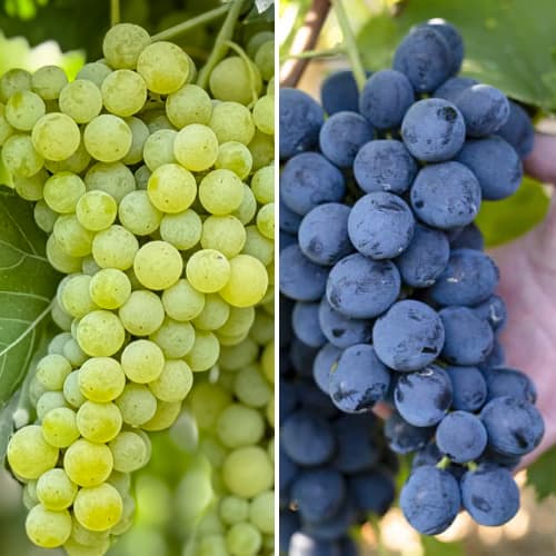 Promo Set! Vynuogių rinkinys itin atsparus šalčiui, 2 sodinukų rinkinys interface.image 1 interface.art 6167