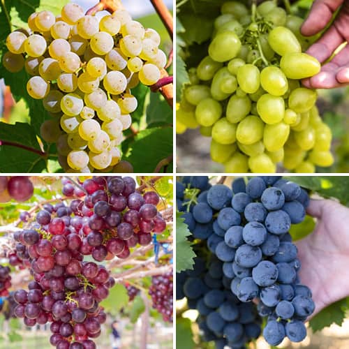 Promo Set! Vynuogių šerbetas, 4 sodinukų rinkinys interface.image 1 interface.art 6166