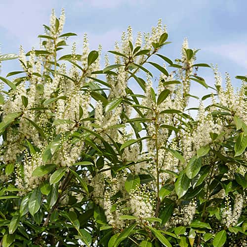 Prunus laurocerasus Rotundifolia, С2 interface.art nuotrauka 1 Prunus laurocerasus Rotundifolia, С2 interface.image 1 interface.art 7797