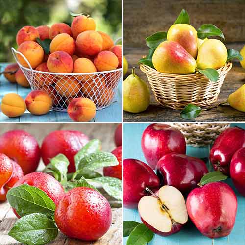 Puikus pasiūlymas! 4 sodinukų rinkinys interface.image 1 interface.art 5873