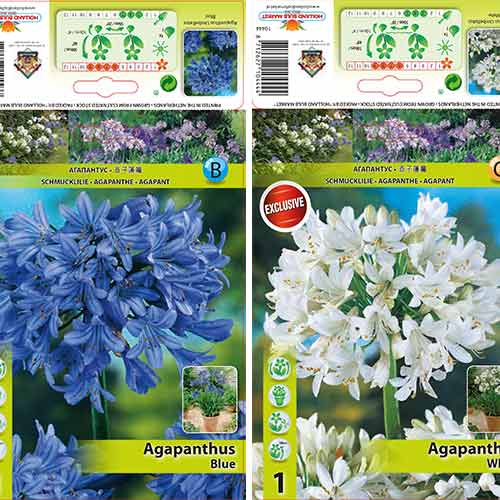 Puikus pasiūlymas! Nilo lelijos, spalvų mišinys interface.image 1 interface.art 76516