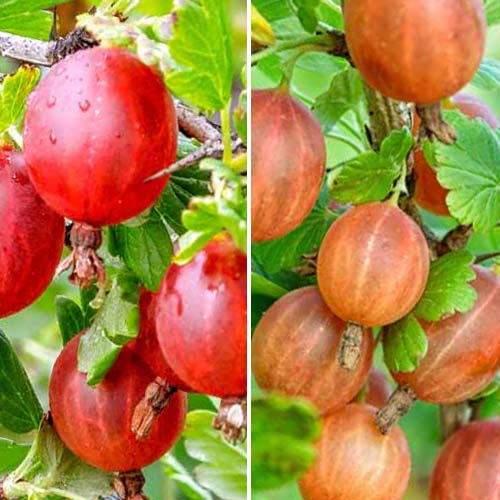 Puikus pasiūlymas! Agrastai be dyglių, 2 daigelių rinkinys interface.image 1 interface.art 8042