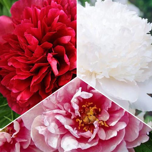 Puikus pasiūlymas! Bijūnų rinkinys, 3 rūšių interface.art nuotrauka 1 Puikus pasiūlymas! Bijūnų rinkinys, 3 rūšių interface.image 1 interface.art 77809