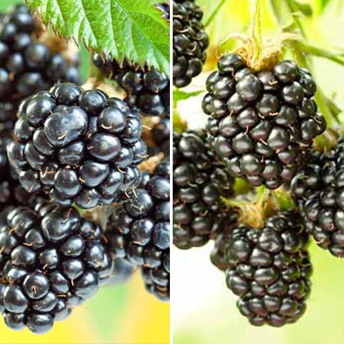 Puikus pasiūlymas! Gervuogės Duet, 2 sodinukų rinkinys interface.image 1 interface.art 5390