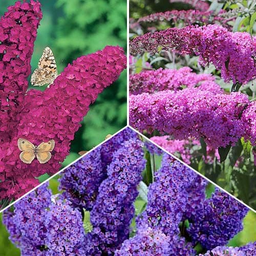 Puikus pasiūlymas! Buddleia rinkinys, 3 sodinukų rinkinys interface.art nuotrauka 1 Puikus pasiūlymas! Buddleia rinkinys, 3 sodinukų rinkinys interface.image 1 interface.art 9114