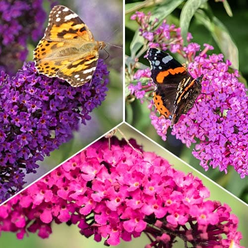 Puikus pasiūlymas! Budlėjos, 3 sodinukų rinkinys interface.image 1 interface.art 2032