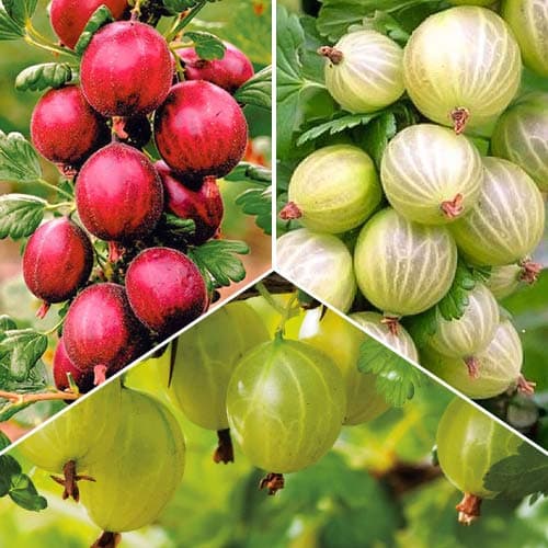 Puikus pasiūlymas! Gooseberry Trio rinkinys, 3 sodinukų rinkinys interface.image 1 interface.art 4913