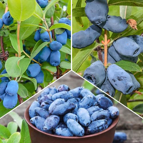 Puikus pasiūlymas! Kamčiatkos uogos, 3 sodinukų rinkinys interface.image 1 interface.art 1589