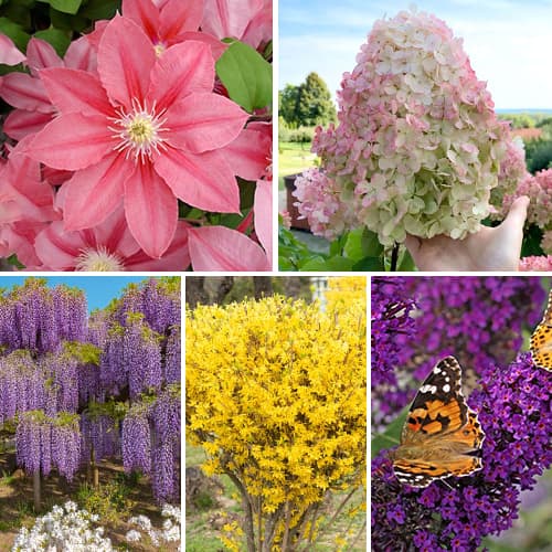 Puikus pasiūlymas! Krūmai dekoravimui - Žydintis sodas, 5 sodinukų rinkinys interface.image 1 interface.art 9673