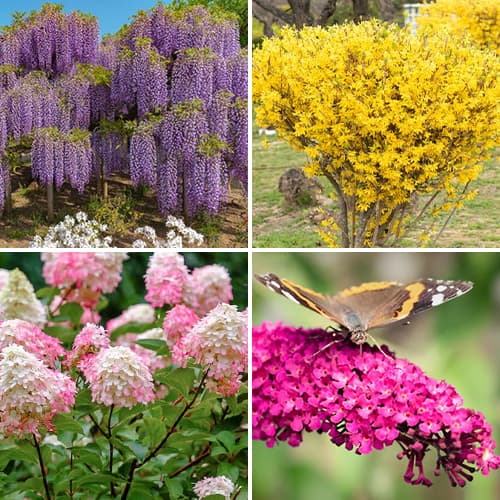 Puikus pasiūlymas! Krūmų rinkinys - Spalvingas sodas, 4 sodinukų rinkinys interface.image 1 interface.art 9187