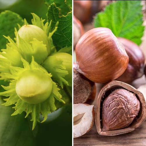 Puikus pasiūlymas! Lazdyno riešutai Duo, 3 sodinukų rinkinys interface.image 1 interface.art 5675