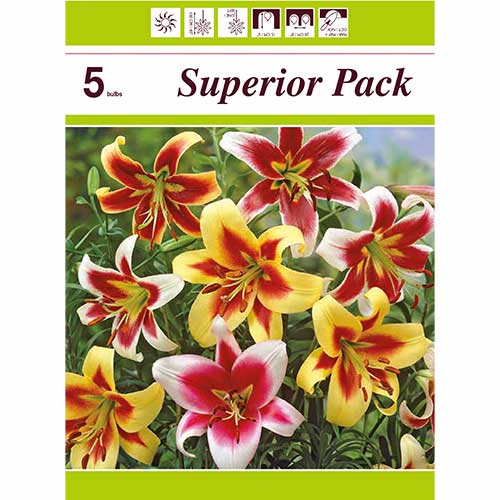 Puikus pasiūlymas! Hibridinės lelijos (OT-hibridas), 5 svogūnėliai interface.image 1 interface.art 76474