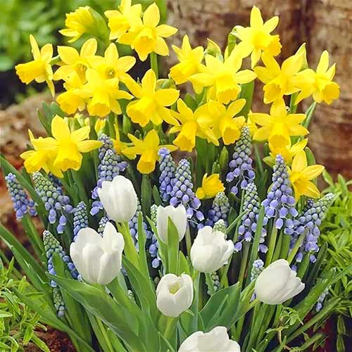 Puikus pasiūlymas! Narcizas, Tulpė, Muscari Armėniškas, 30 svogūnėlių rinkinys interface.art nuotrauka 1 Puikus pasiūlymas! Narcizas, Tulpė, Muscari Armėniškas, 30 svogūnėlių rinkinys interface.image 1 interface.art 67902