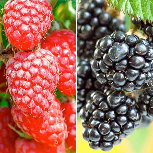 Puikus pasiūlymas! Avietės Duet, 2 sodinukų rinkinys interface.image 1 interface.art 7643