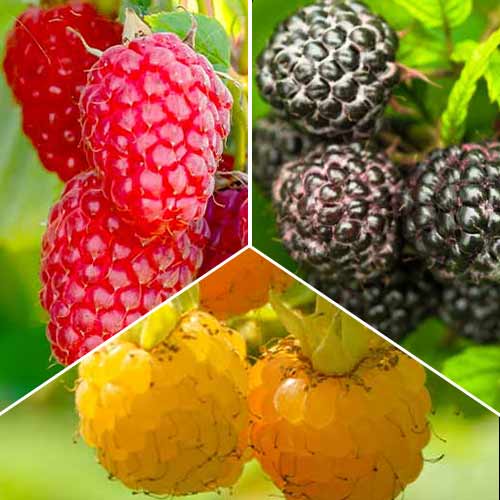 Puikus pasiūlymas! Avietės Trio, 3 sodinukų rinkinys interface.image 1 interface.art 8041