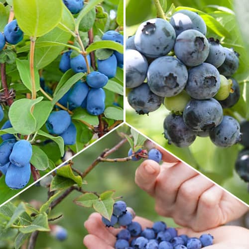 Puikus pasiūlymas! Saldžiosios uogos, 3 sodinukų rinkinys interface.image 1 interface.art 1588