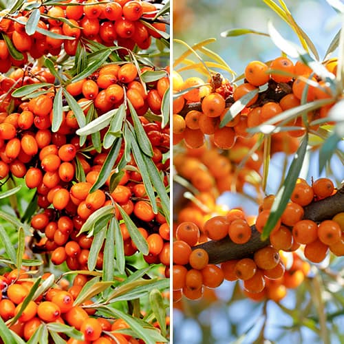 Puikus pasiūlymas! Šaltalankiai, 2 sodinukų rinkinys interface.art nuotrauka 1 Puikus pasiūlymas! Šaltalankiai, 2 sodinukų rinkinys interface.image 1 interface.art 5860