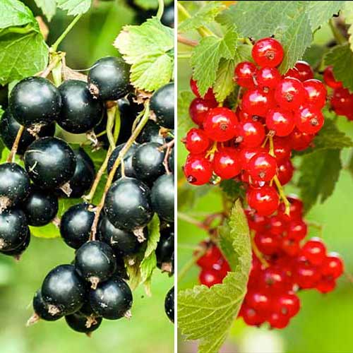 Puikus pasiūlymas! Serbentai Duet, 2 sodinukų rinkinys interface.image 1 interface.art 5849