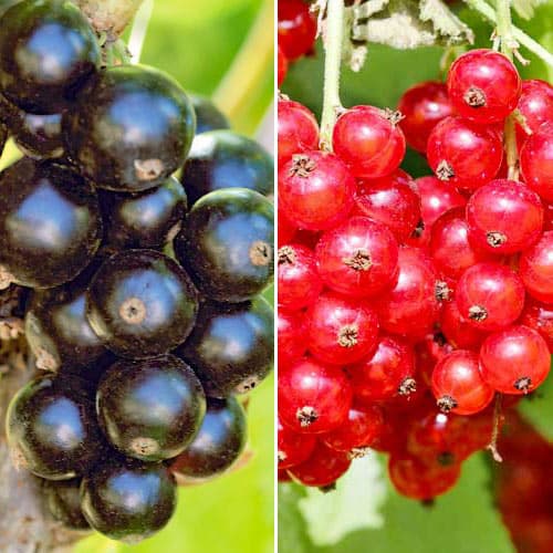 Puikus pasiūlymas! Serbentų duetas, 2 sodinukų rinkinys interface.image 1 interface.art 4916