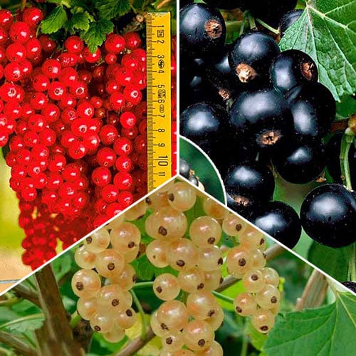 Puikus pasiūlymas! Serbentų trio rinkinys, 3 sodinukų rinkinys interface.image 1 interface.art 8043