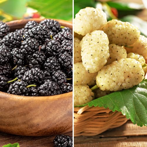 Puikus pasiūlymas! Šilkmedžio rinkinys, 3 sodinukų rinkinys interface.image 1 interface.art 5861